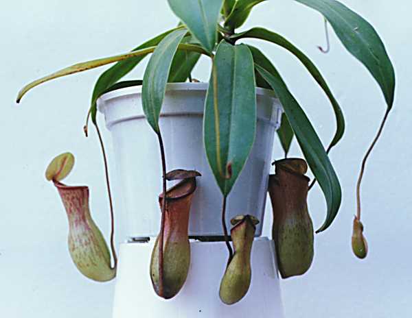 que tipo de nepenthes é esta? Khasiana_X_ventricosa_MAKF_01_1998__1