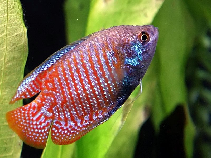 Gourami nain ( colisa laila )  12502654816