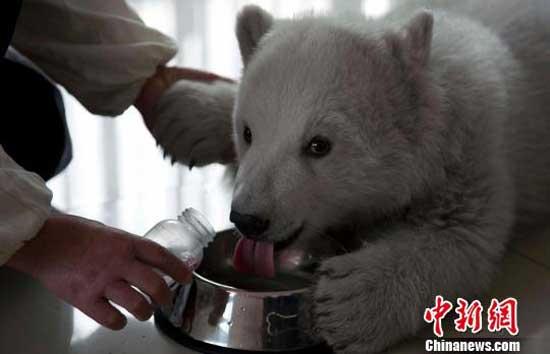 Mbush 100 ditë ariu polar i rritur artificialisht Polar-bear