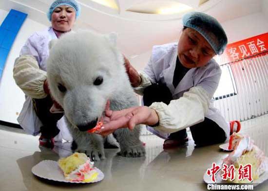 Mbush 100 ditë ariu polar i rritur artificialisht Polar-little-bear