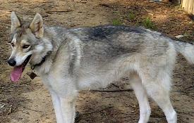 Part Wolf??? - Page 2 Cheyenne%20TX%20better%20side%206-11_thumb275x175