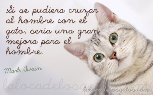  CITAS CELEBRES, DESMOTIVACIONES...... - Página 28 Cita-gatos-mezclar-hombre-500x312