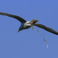 COSAS RARAS DE NUESTROS DIAS  Seagull_pooping