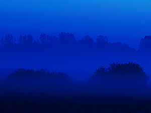 Das Blaue Feld Blauer-nebel-blue-fog_kl