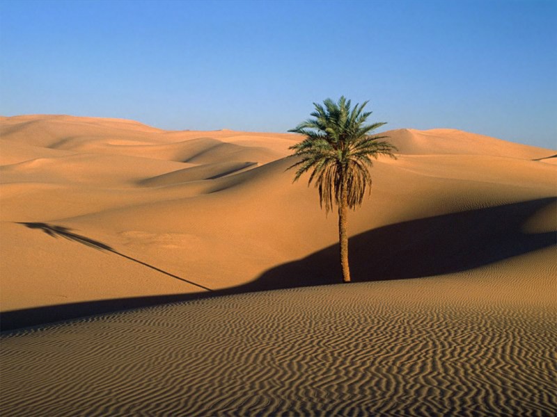 PLANETA TERRA - Página 3 Deserto