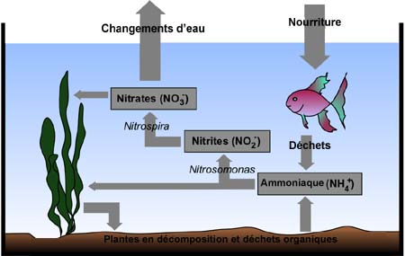 nitrites - nitrates - amoniaques etc Cycle_azote_aquarium_poisson