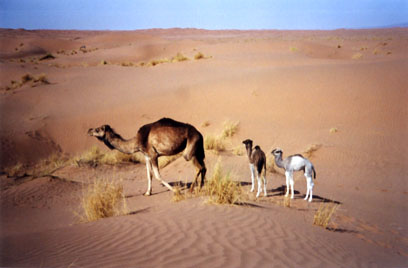 LIEN DU SAHARA Famille%20chameau