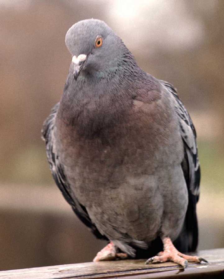 PSG Version Qatar : 17M€ sur Taarabt ! Pigeon1