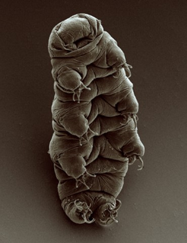 Osito de agua Extremofilos_tardigrado_adulto