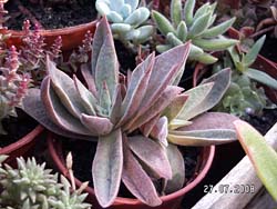 ابجد الزهور - صفحة 2 Crassula-sp-Lapshin