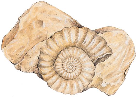 Fossiles et empreintes 1000760-Ammonite