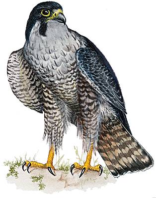 Les  Faucon - Tome 1 : La colombe et le faucon 1001082-Faucon