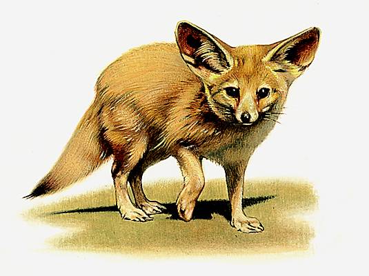 Description des Lieux et monstres présents 1001217-Fennec