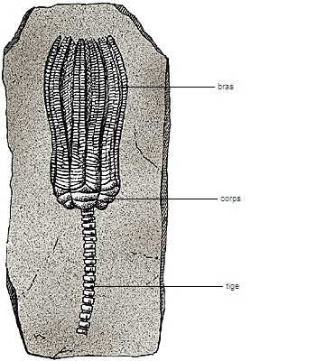 Fossiles et empreintes 1003879-Crino%c3%afde