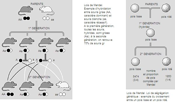 Topic Officiel - Page 7 1012287-Lois_de_Mendel