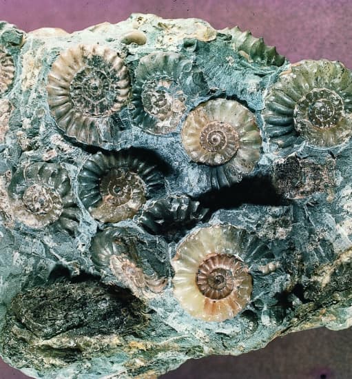 Fossiles et empreintes 1313251-Calcaire_%c3%a0_ammonites