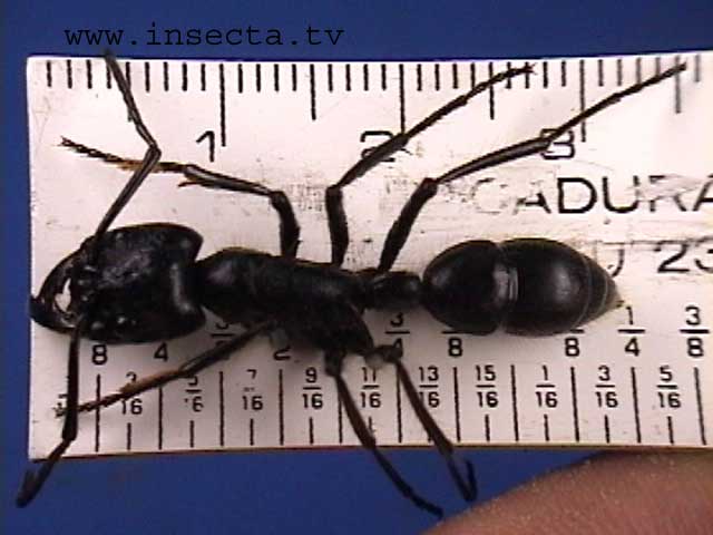 Mes fourmis Dinoponera-gigantea33