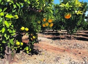 Los vigilantes y el cierre de caminos reducen un 90% el robo de naranjas en Tavernes 4031864