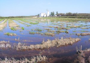 Aguas negras inundan el lago de la Albufera  9227210