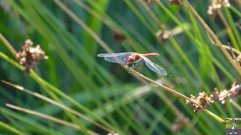 [58] 2018-08-11 au 14 : Dans le Morvan - St-Honoré les Bains 2018-08-11_14_Morvan_39