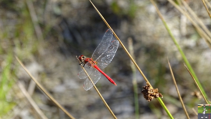 [58] 2018-08-11 au 14 : Dans le Morvan - St-Honoré les Bains 2018-08-11_14_Morvan_40