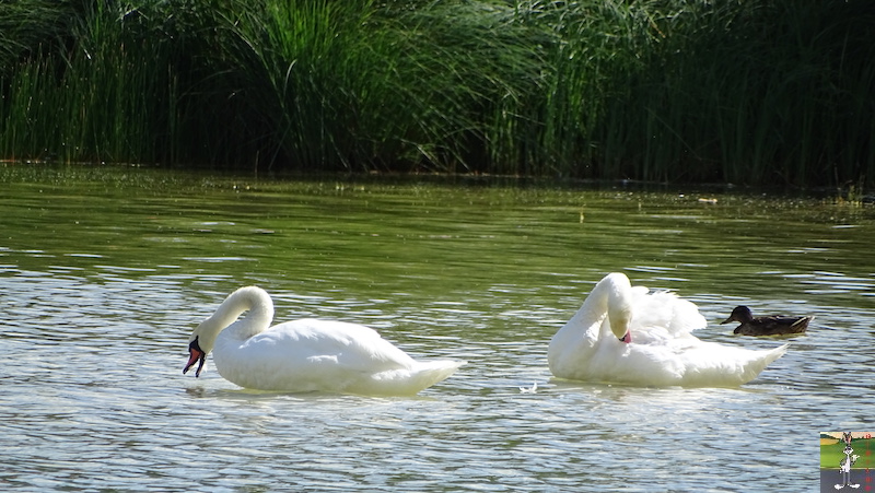 [VD-CH] : 2019-08-16 : Balade sur les bords du Lac de Joux 2019-08-16_Joux_15