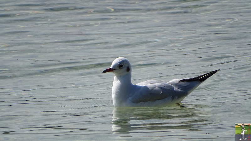 [74 - FR] : 2019-09-21 : Balade au bord du Lac d'Annecy 2019-09-21_Annecy_22