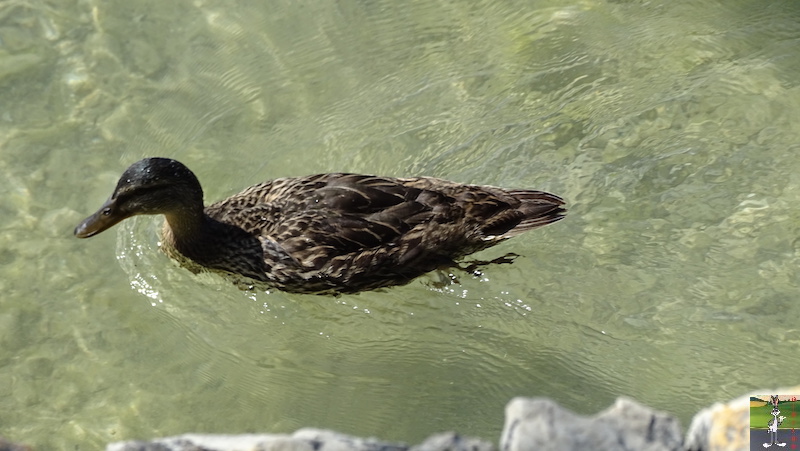 [74 - FR] : 2019-09-21 : Balade au bord du Lac d'Annecy 2019-09-21_Annecy_24