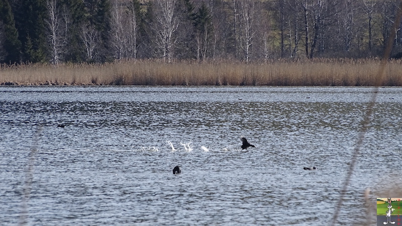 [VD-CH] : 2020-02-15 : Balade sur les bords du Lac de Joux 2020-02-15_lac_joux_04