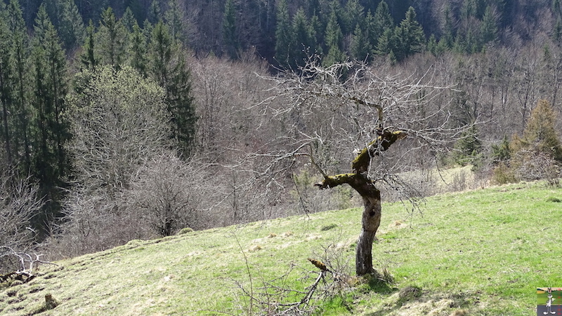 [39] - 2020-03-21 : Le printemps tout en beauté à La Mainmorte 2020-03-21_printemps_beaute_02