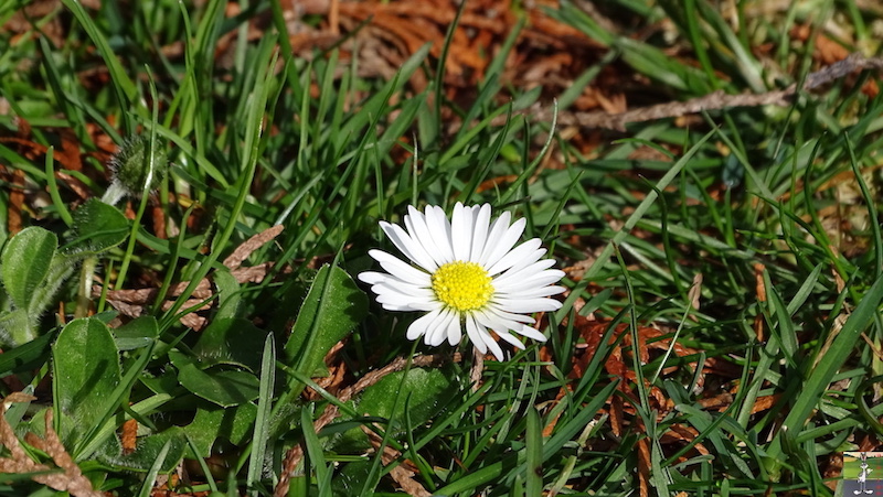 [39] - 2020-03-21 : Le printemps tout en beauté à La Mainmorte 2020-03-21_printemps_beaute_03