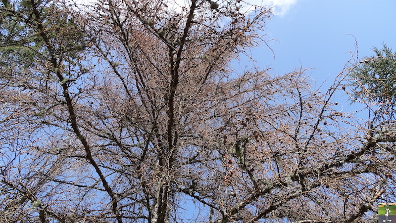 [39] - 2020-03-21 : Le printemps tout en beauté à La Mainmorte 2020-03-21_printemps_beaute_08
