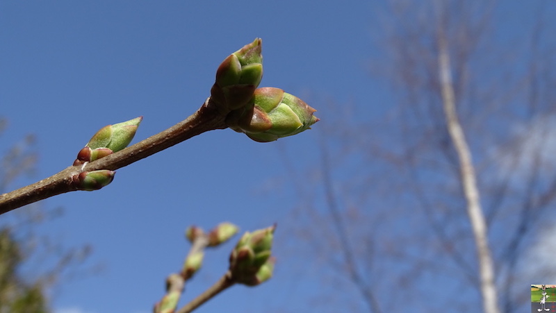 [39] - 2020-03-21 : Le printemps tout en beauté à La Mainmorte 2020-03-21_printemps_beaute_22