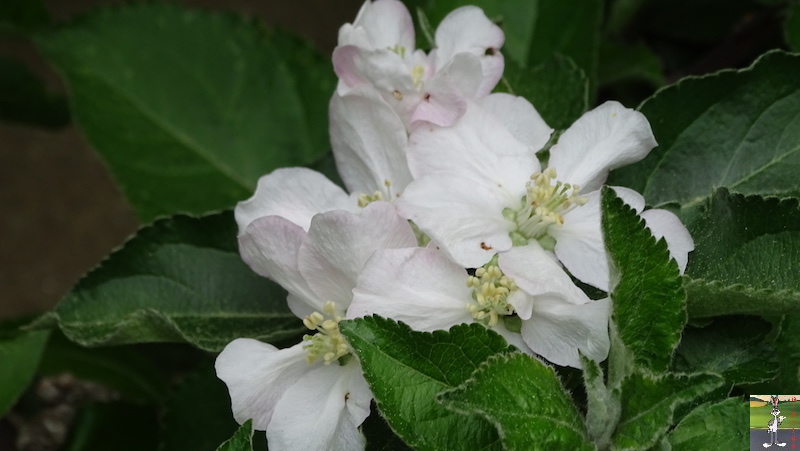 [39] : 2020-04-25 : Fleurs du matin à La Mainmorte 2020-04-25_fleurs_matin_10