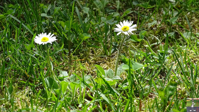 [39] 2020-05-09 : Balade dans le parc à la maison à La Mainmorte 2020-05-09_balade_parc_maison_02