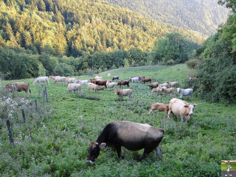 2010-09-22 : nouvelles pensionnaires 2010-09-22_vaches_03