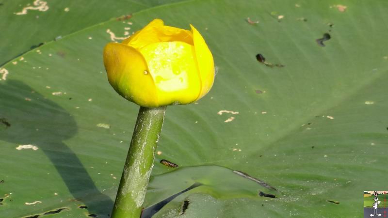 [39] : Le lac de Lamoura - Lamoura 2012-08-22_lac_lamoura_13