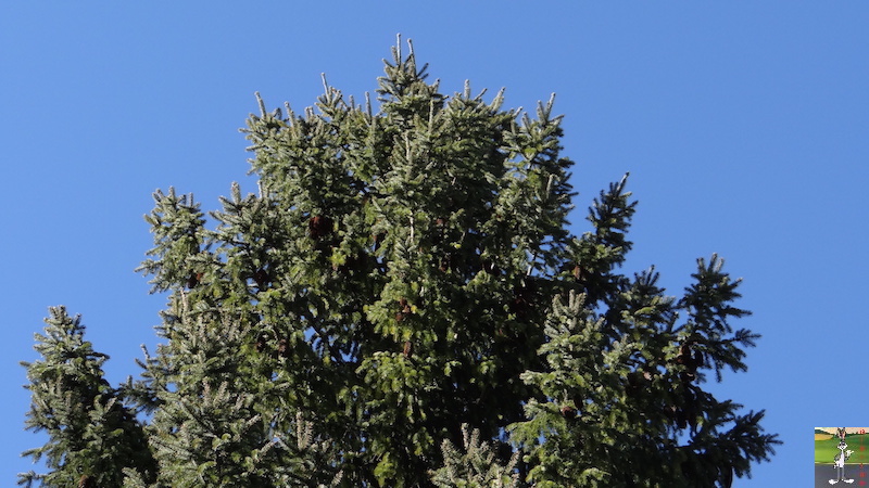 2017-02-18 : Soleil et ciel bleu à La Mainmorte (39) 2017-02-18_soleil_ciel_bleu_14