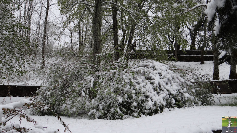 2017-05-01 : A nouveau de la neige à La Mainmorte (39) 2017-05-01_neige_15