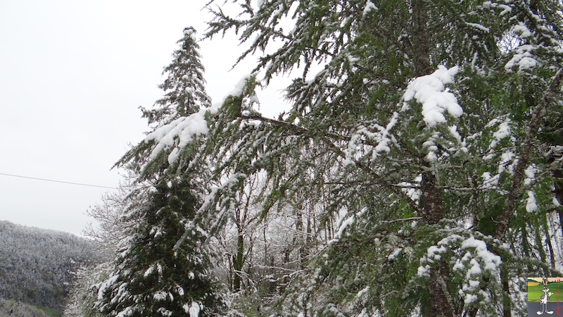 2017-05-01 : A nouveau de la neige à La Mainmorte (39) 2017-05-01_neige_16