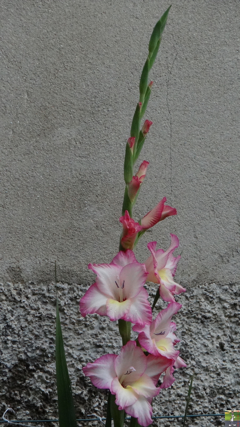 2017-07-22 : Fleurs et pluie à La Mainmorte (39) 2017-07-22_Fleurs_Pluie_02