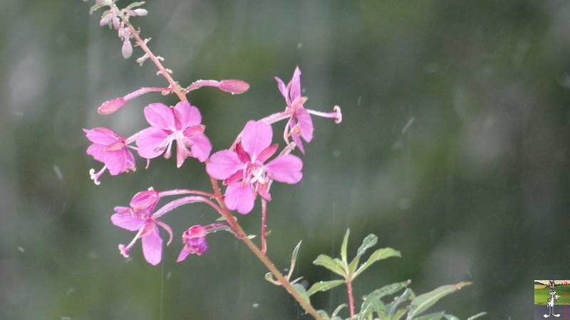 2017-07-22 : Fleurs et pluie à La Mainmorte (39) 2017-07-22_Fleurs_Pluie_05