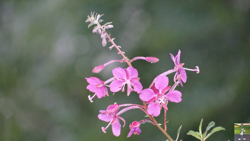 2017-07-22 : Fleurs et pluie à La Mainmorte (39) 2017-07-22_Fleurs_Pluie_06