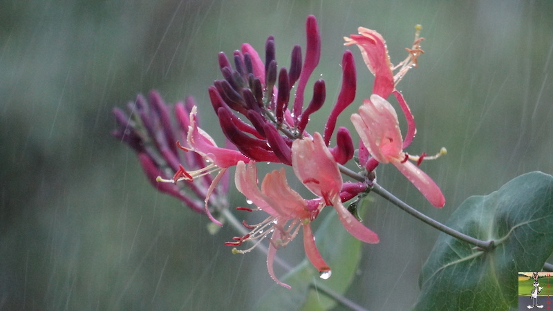 2017-07-22 : Fleurs et pluie à La Mainmorte (39) 2017-07-22_Fleurs_Pluie_11