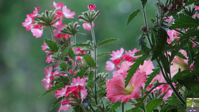 2017-07-22 : Fleurs et pluie à La Mainmorte (39) 2017-07-22_Fleurs_Pluie_17