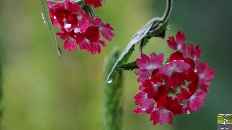 2017-07-22 : Fleurs et pluie à La Mainmorte (39) 2017-07-22_Fleurs_Pluie_18