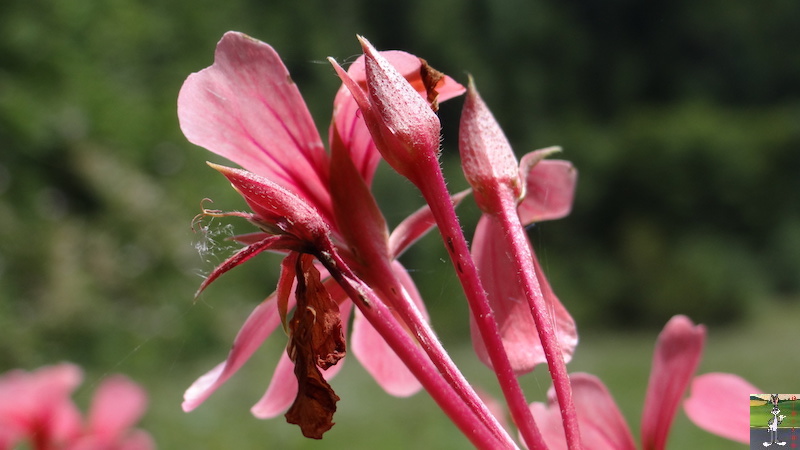 2017-08-07 : Fleurs à La Mainmorte (39) 2017-08-07_fleurs_07