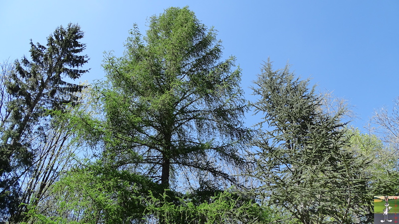 2018-04-27 : Soleil et ciel bleu à La Mainmorte (39) 2018-04-27_Beau_temps_02