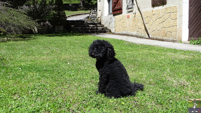 2018-04-27 : Soleil et ciel bleu à La Mainmorte (39) 2018-04-27_Beau_temps_03