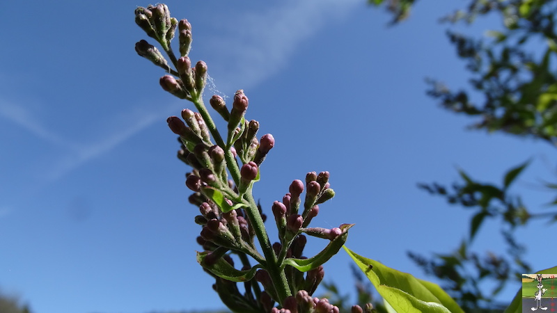 2018-04-27 : Soleil et ciel bleu à La Mainmorte (39) 2018-04-27_Beau_temps_09